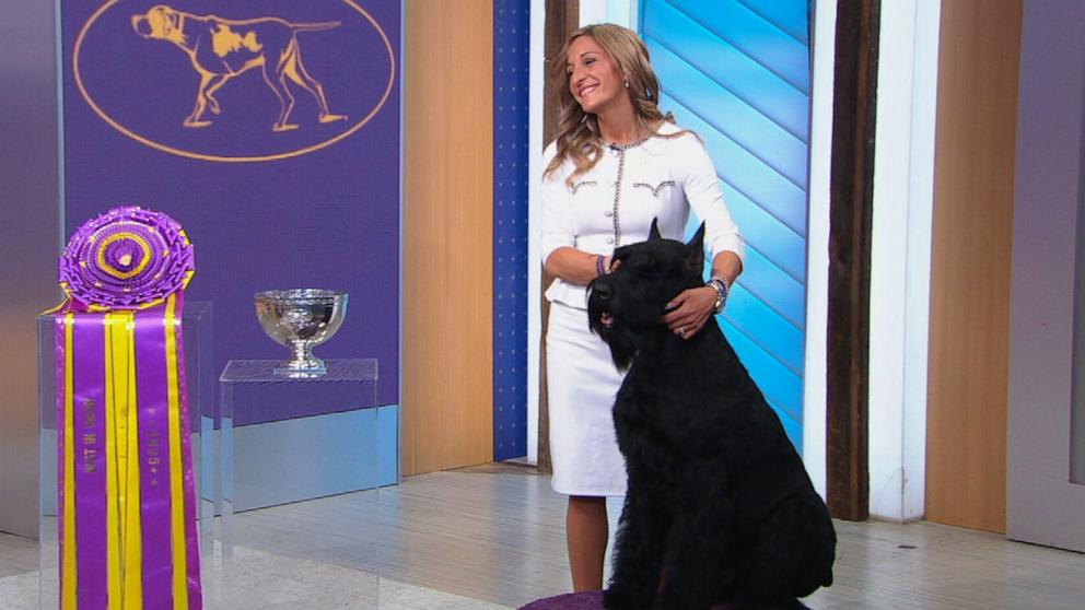 PHOTO: Monty, a Giant Shnauzer, winner of Best in Show, and its owner Katie Bernardin appear on "Good Morning America," on Feb. 12, 2025.