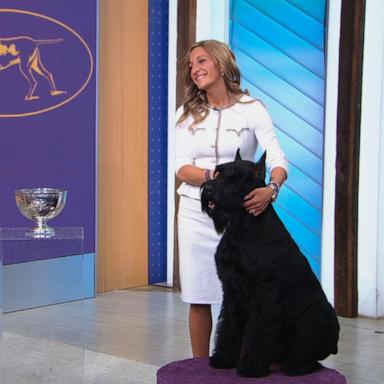 PHOTO: Monty, a Giant Shnauzer, winner of Best in Show, and its owner Katie Bernardin appear on "Good Morning America," on Feb. 12, 2025.