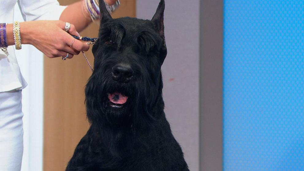 PHOTO: Monty, a Giant Shnauzer, winner of Best in Show, and its owner Katie Bernardin appear on "Good Morning America," on Feb. 12, 2025.