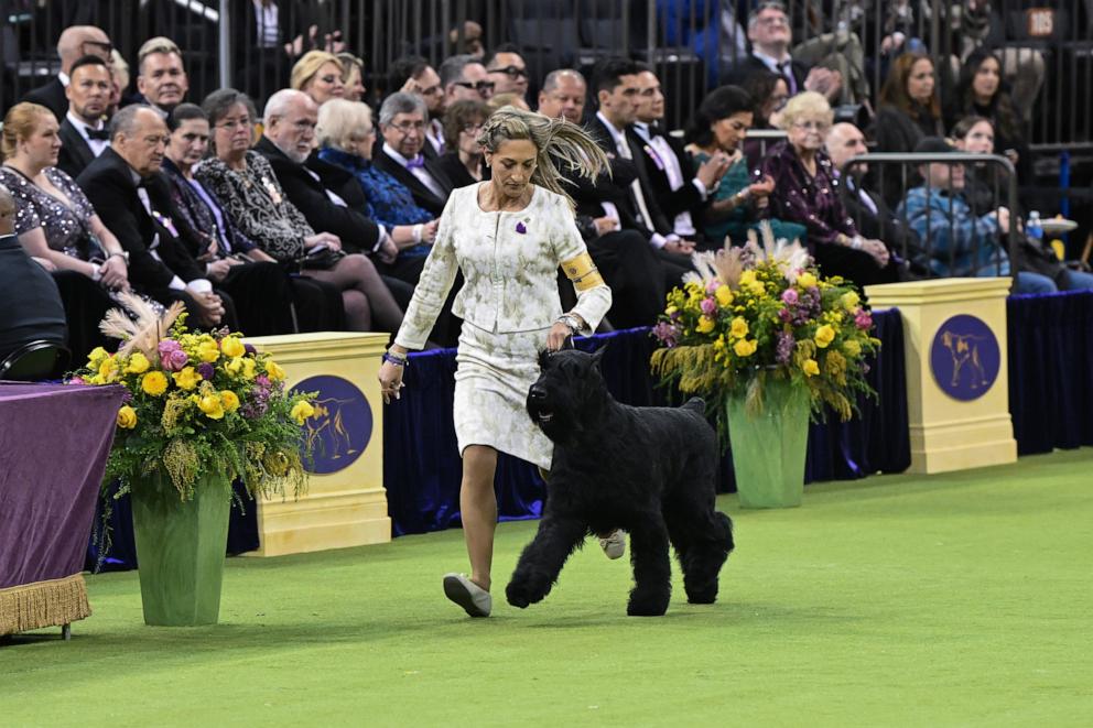 PHOTO: Katherine Bernardin and her dog Monty the Giant Schnauzer, winner of Best in Show, during the 149th Annual Westminster Kennel Club Dog Show at Madison Square Garden on Feb. 11, 2025 in New York City.