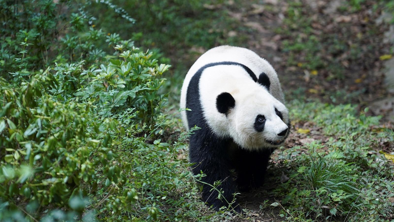 PHOTO: Giant panda Mei Huan is pictured at the Chengdu Research Base of Giant Panda Breeding in Chengdu, southwest China's Sichuan Province, Nov. 21, 2024. Mei Huan, female, was born at Zoo Atlanta in the United States on July 15, 2013.