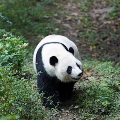 PHOTO: Giant panda Mei Huan is pictured at the Chengdu Research Base of Giant Panda Breeding in Chengdu, southwest China's Sichuan Province, Nov. 21, 2024. Mei Huan, female, was born at Zoo Atlanta in the United States on July 15, 2013. 