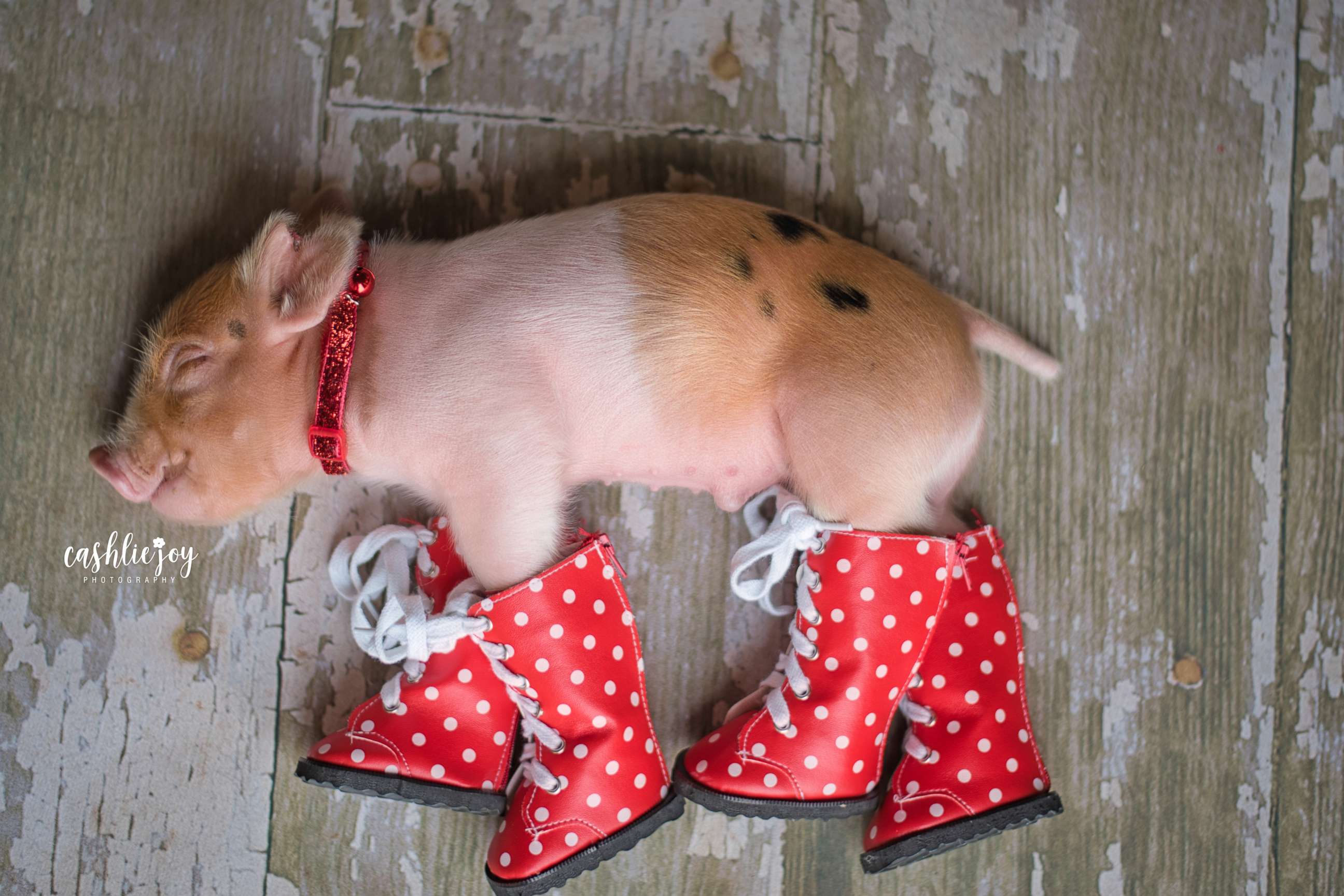 PHOTO: Dynamite lays down with polka dot boots on.