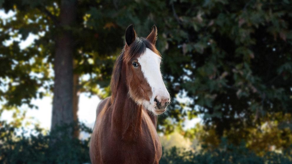 PHOTO: The Clydesdale foal starring in the upcoming Budweiser Super Bowl LIX commercial.