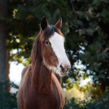 PHOTO: The Clydesdale foal starring in the upcoming Budweiser Super Bowl LIX commercial.