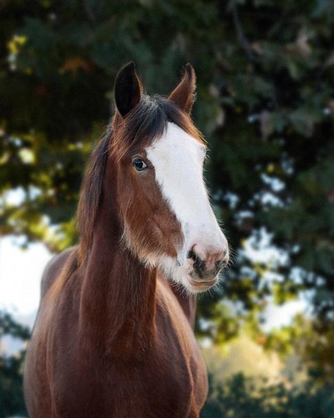 Watch the exclusive Budweiser Super Bowl ad, starring a strong