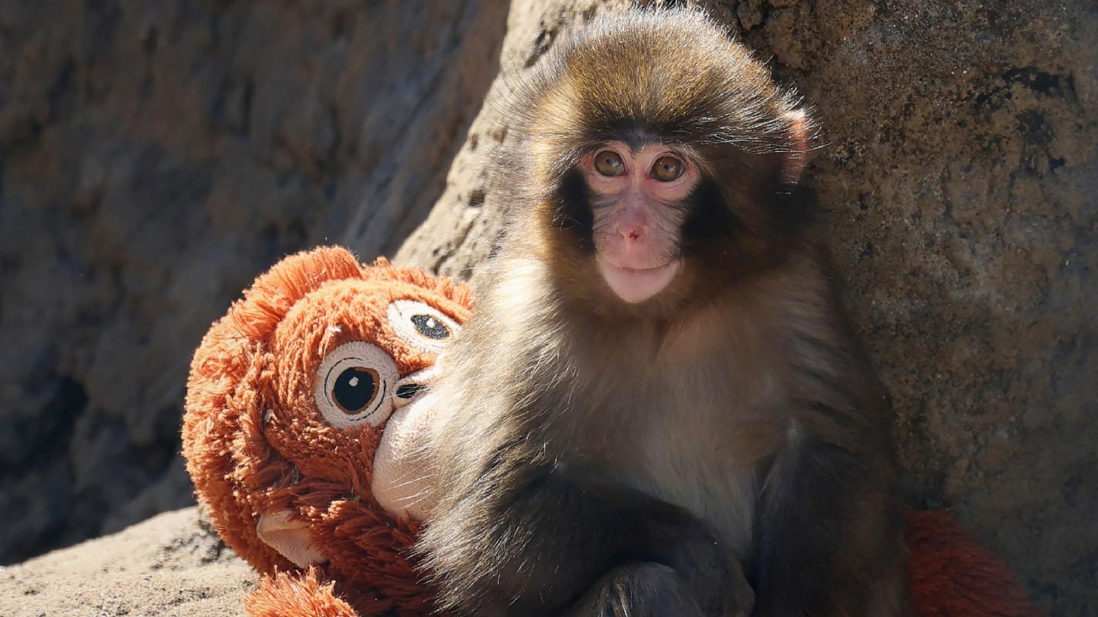 PHOTO: Seven month-old male macaque monkey named Punch, who was abandoned by his mother shortly after birth, sitting with a stuffed orangutan toy at Ichikawa City Zoo and Botanical Gardens in Chiba Prefecture.