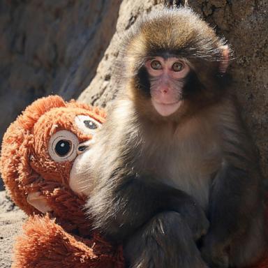 PHOTO: Seven month-old male macaque monkey named Punch, who was abandoned by his mother shortly after birth, sitting with a stuffed orangutan toy at Ichikawa City Zoo and Botanical Gardens in Chiba Prefecture. 