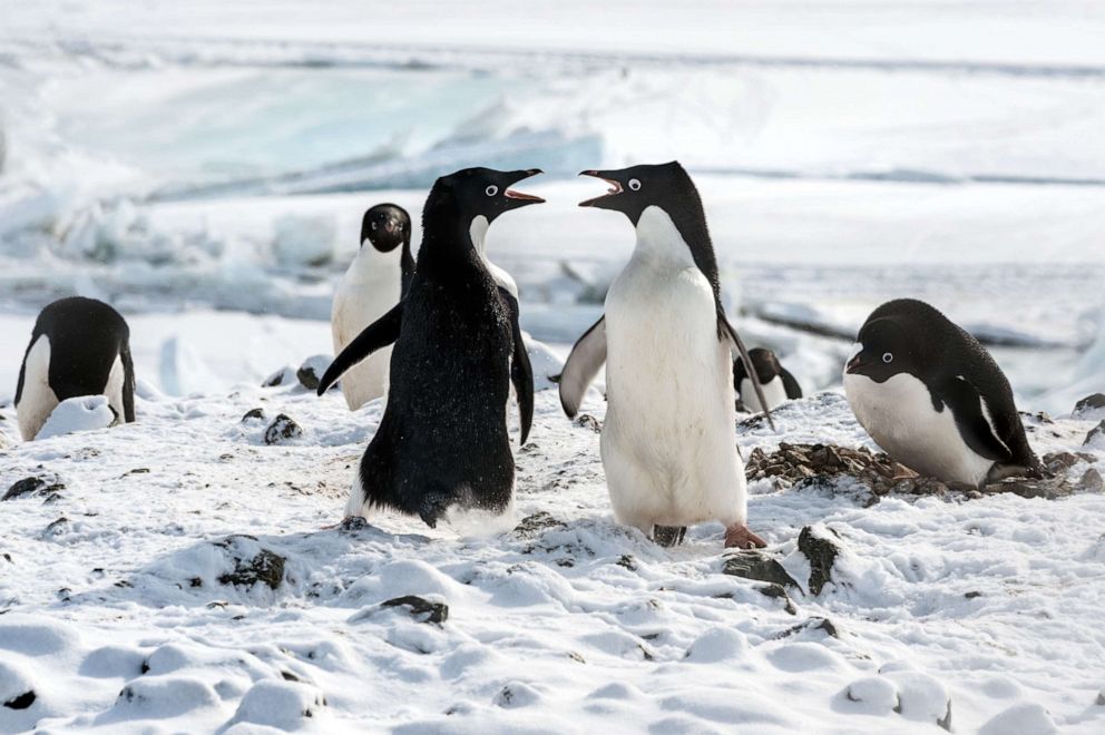 PHOTO: A scene from the movie "PENGUINS."