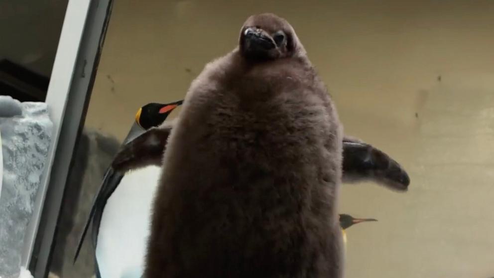 PHOTO: Pesto, a baby Penguin at Sea Life Melbourne Aquarium in Australia, has become an internet sensation.