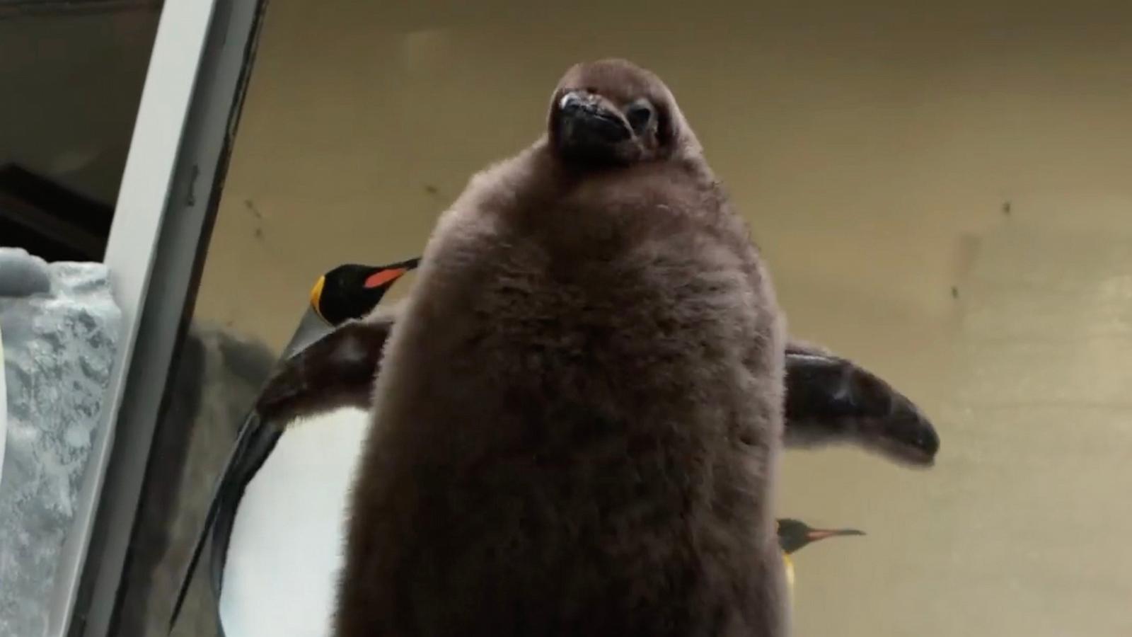 PHOTO: Pesto, a baby Penguin at Sea Life Melbourne Aquarium in Australia, has become an internet sensation.