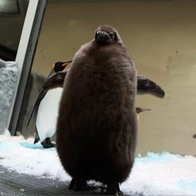 PHOTO: Pesto, a baby Penguin at Sea Life Melbourne Aquarium in Australia, has become an internet sensation.