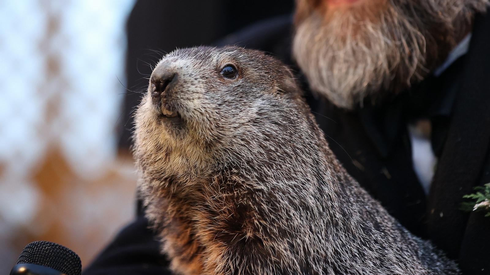 PHOTO: Punxsutawney Phil saw his shadow on Tuesday morning 6 more weeks of winter during Groundhog Day celebration at the Gobbler's Knob in Punxsutawney, Pennsylvania, Feb. 2, 2022.