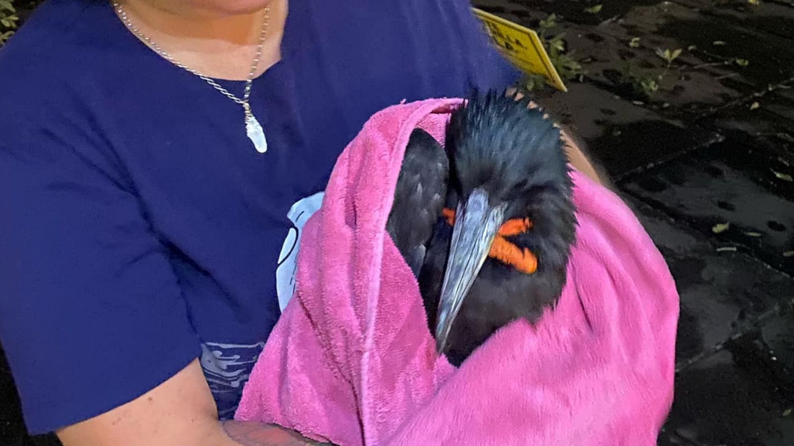 PHOTO: Sydney McMath holding an injured bird in New Orleans, LA.