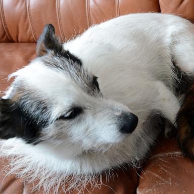 STOCK PHOTO OF CAT AND DOG 