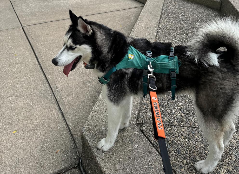 PHOTO: Samantha Griffin credits Luna the dog for helping to save her life amid a carbon monoxide leak in her apartment.