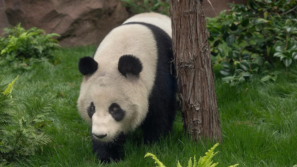 PHOTO: The panda pair that arrived at the San Diego Zoo from China will make their public debut on Aug. 8, 2024.