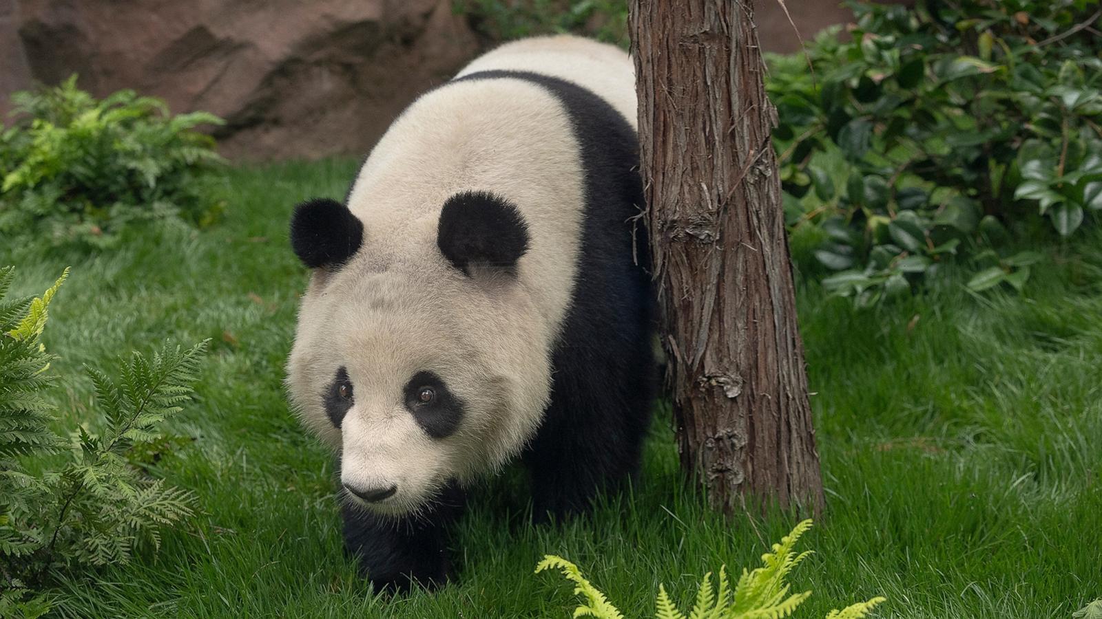 PHOTO: The panda pair that arrived at the San Diego Zoo from China will make their public debut on Aug. 8, 2024.