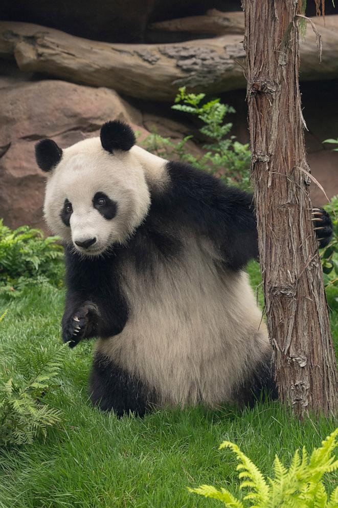 PHOTO: The panda pair that arrived at the San Diego Zoo from China will make their public debut on Aug. 8, 2024.