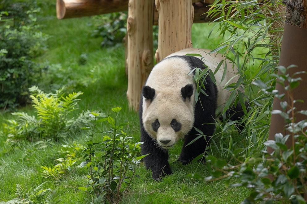 PHOTO: The panda pair that arrived at the San Diego Zoo from China will make their public debut on Aug. 8, 2024.