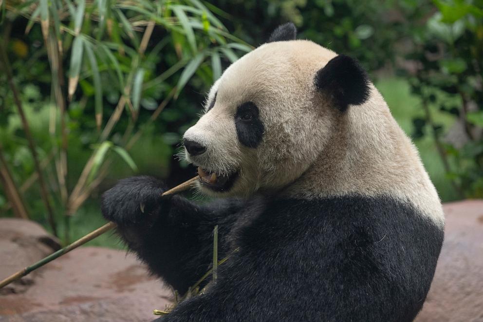 PHOTO: The panda pair that arrived at the San Diego Zoo from China will make their public debut on Aug. 8, 2024.