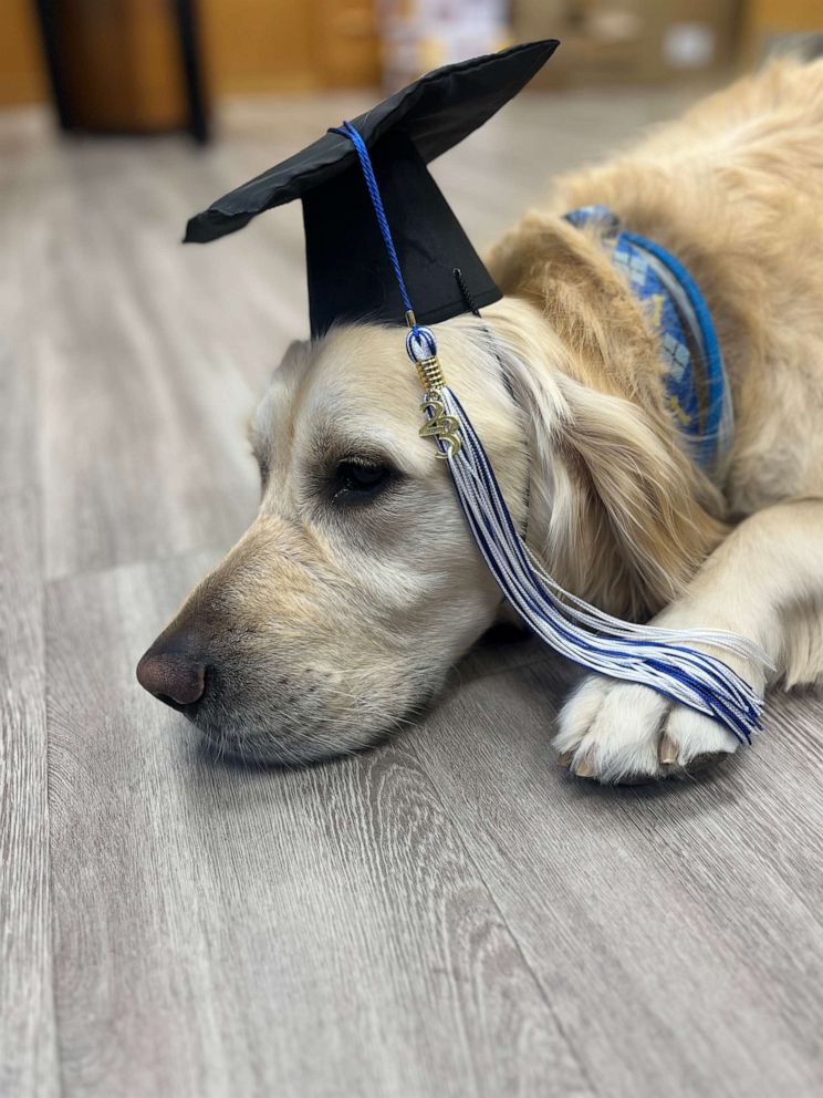 PHOTO: Spiffy is a certified therapy dog at Scotch Plains-Fanwood High School (SPFHS) in Scotch Plains, New Jersey.