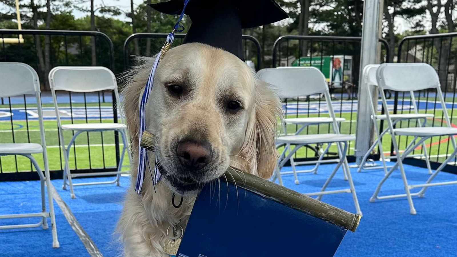 PHOTO: Spiffy, the 3-year-old golden retriever, graduated on June 21.