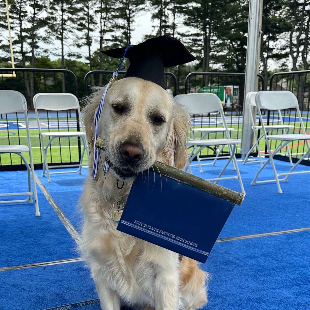 VIDEO: Therapy dog graduates with high school classmates