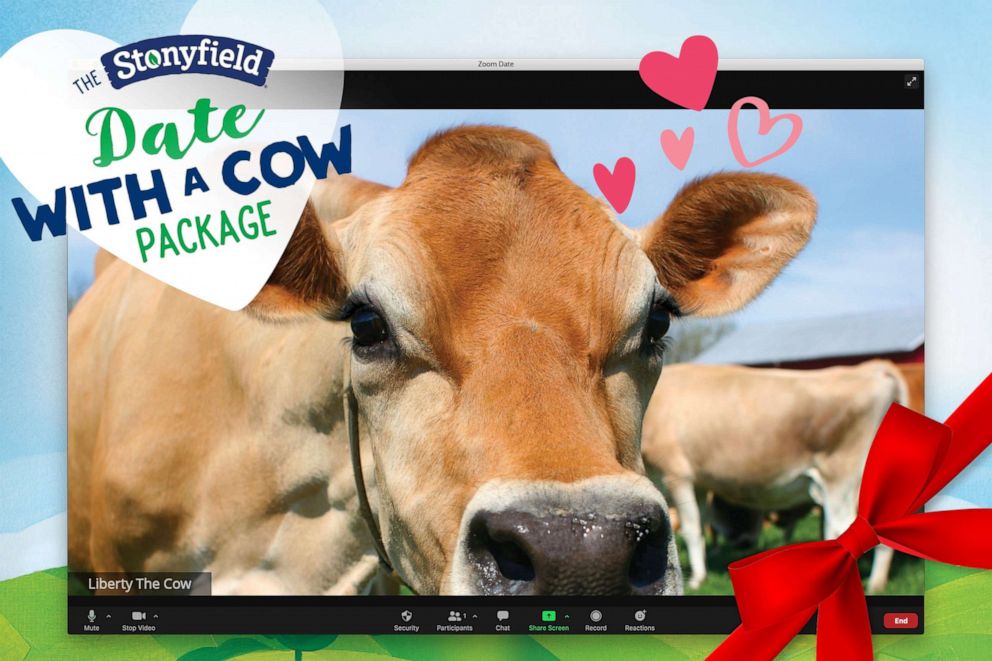 PHOTO: The Stonyfield “Date with a Cow” package includes a 15 minute Zoom with a cow.
