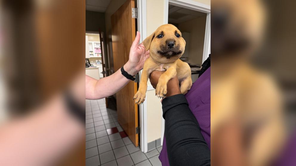 PHOTO: Clouds, the puppy got stung by a hornet causing its face to swell almost twice its size.