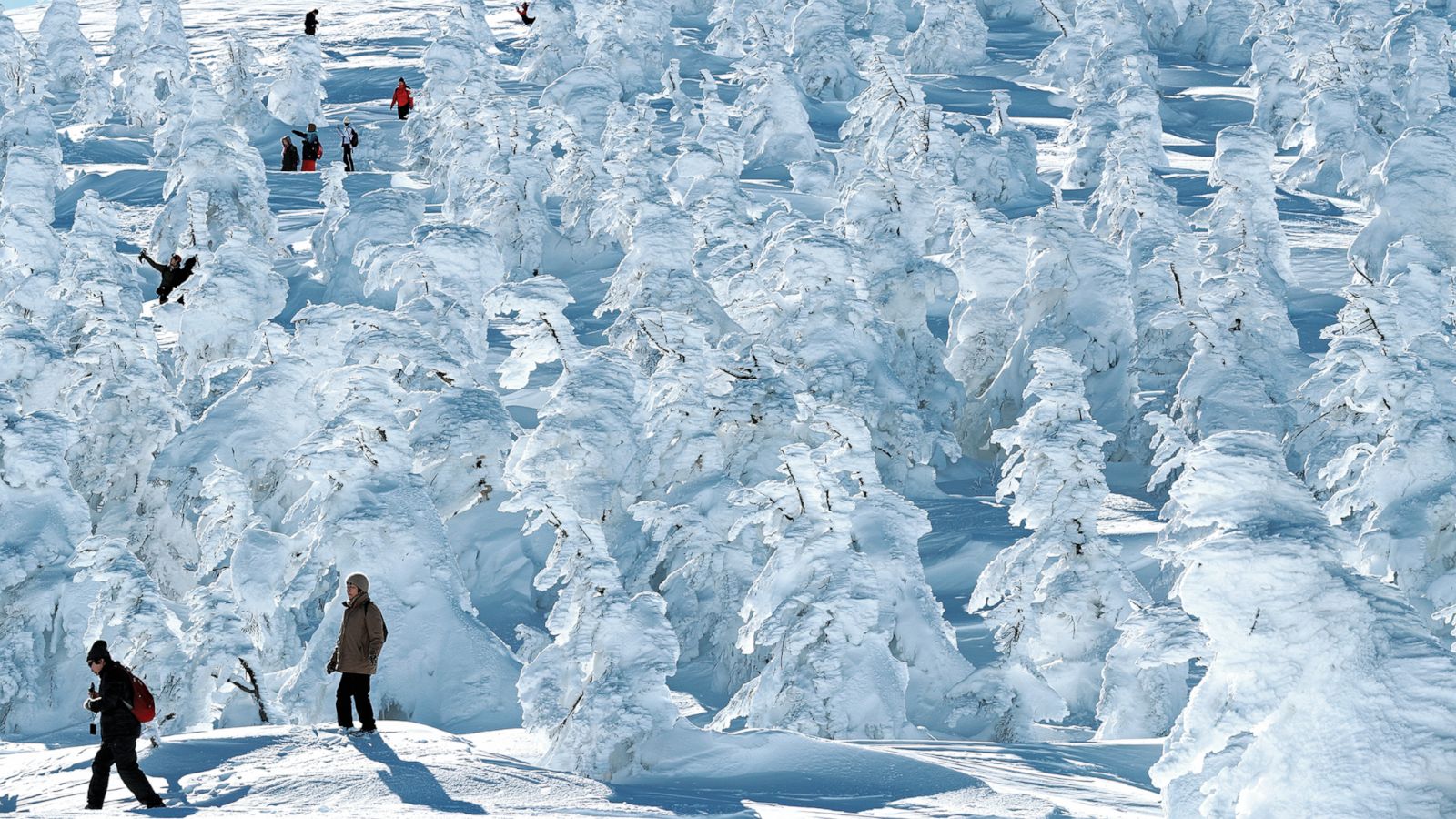 PHOTO: Ice-covered trees, known as snow monsters, transform southern Tohoku's Zao ski resort into a winter wonderland.