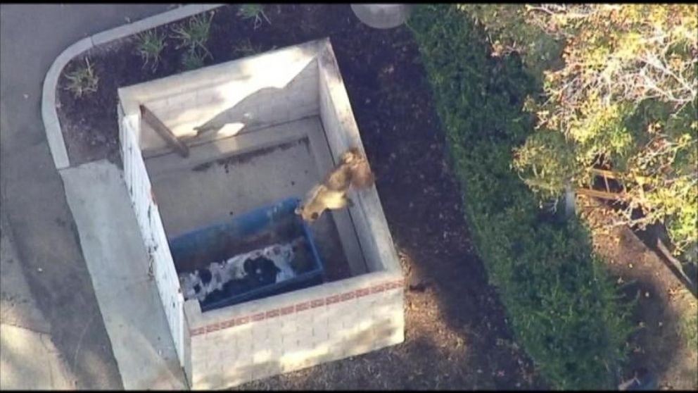 California Bear Cub Rescued From Dumpster - ABC News