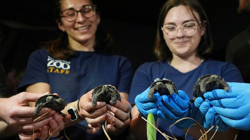 PHOTO: Four tortoise hatchlings make their debut at the Philadelphia Zoo in Philadelphia, April 23, 2025. 