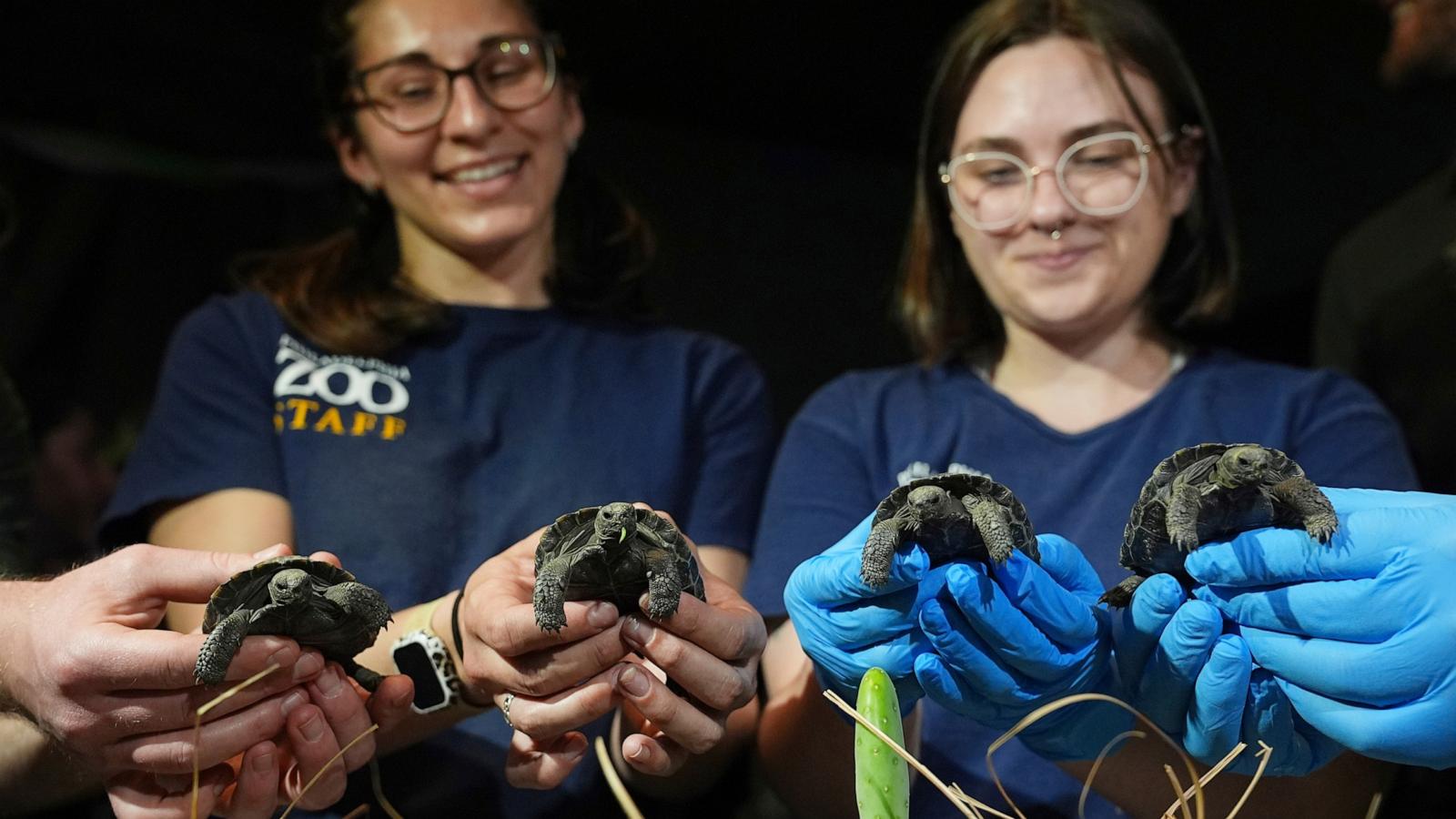 PHOTO: Four tortoise hatchlings make their debut at the Philadelphia Zoo in Philadelphia, April 23, 2025.