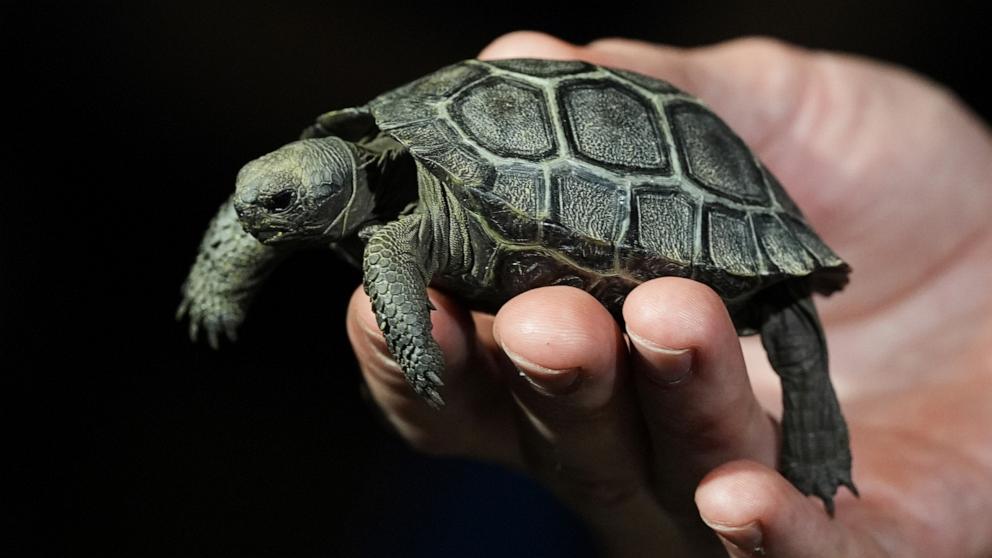 PHOTO: One of four Galapagos tortoises hatchlings make its debut at the Philadelphia Zoo in Philadelphia, April 23, 2025. 