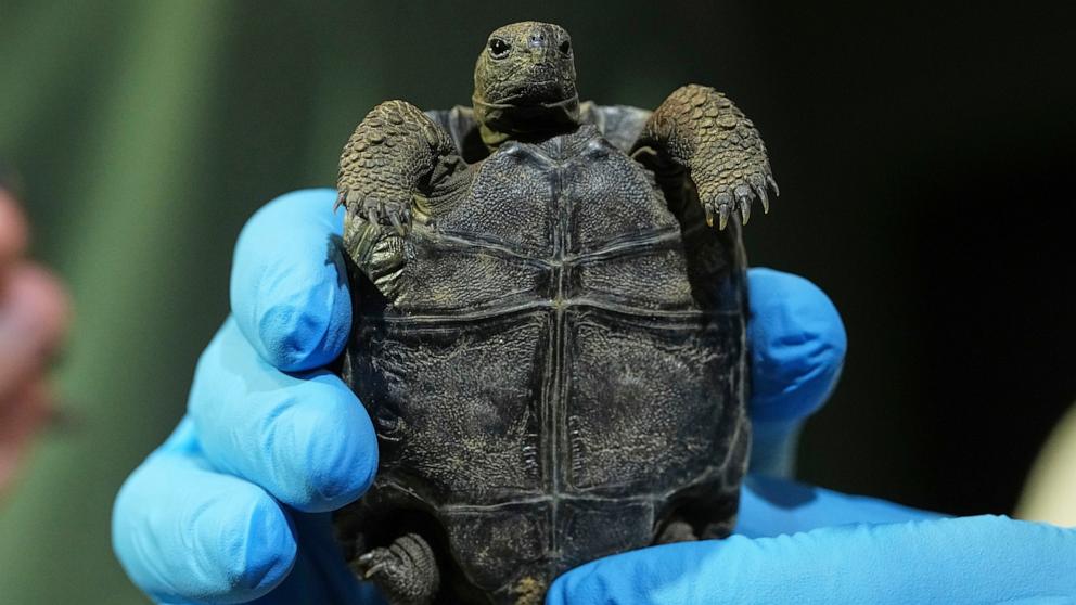 PHOTO: One of four Galapagos tortoises hatchlings make its debut at the Philadelphia Zoo in Philadelphia, April 23, 2025. 