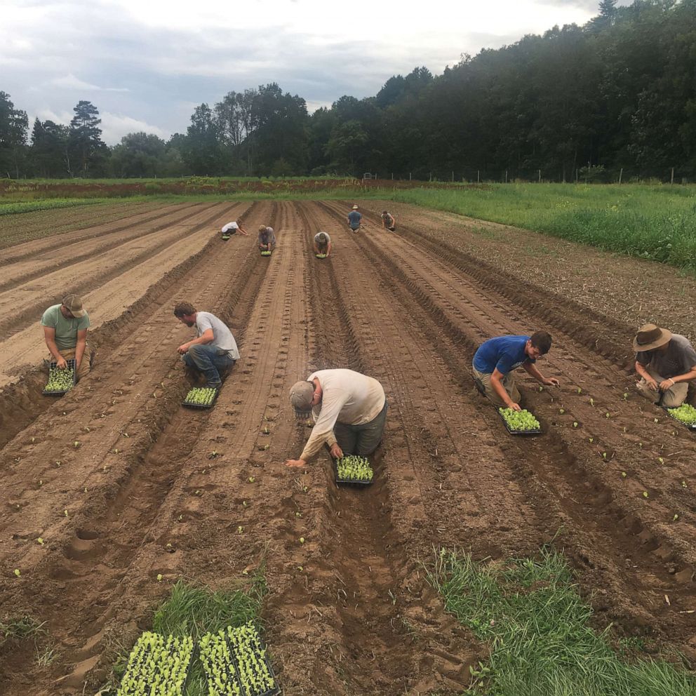 PHOTO: The team at Willow Wisp Organic Farm works on transplanting.