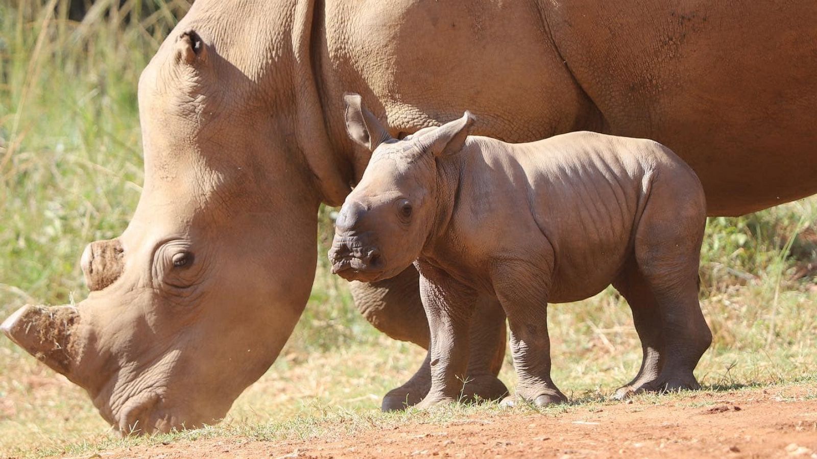 A legal trade in rhino horn could be twice as big as illegal one