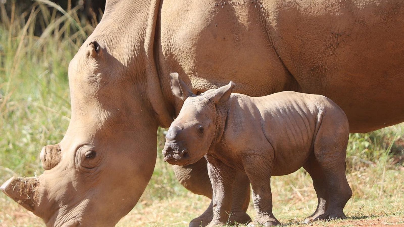 Wynter, a rhino at the Care for Wild Sanctuary in South Africa, with her calf, Blizzy.