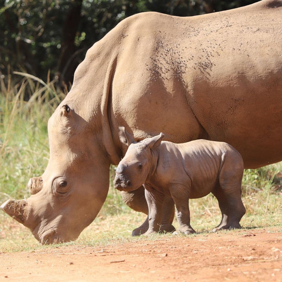 Wynter, a rhino at the Care for Wild Sanctuary in South Africa, with her calf, Blizzy. 