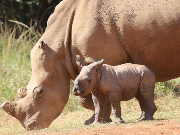 With species under threat, orphaned rhinos in South Africa have baby for  1st time - Good Morning America