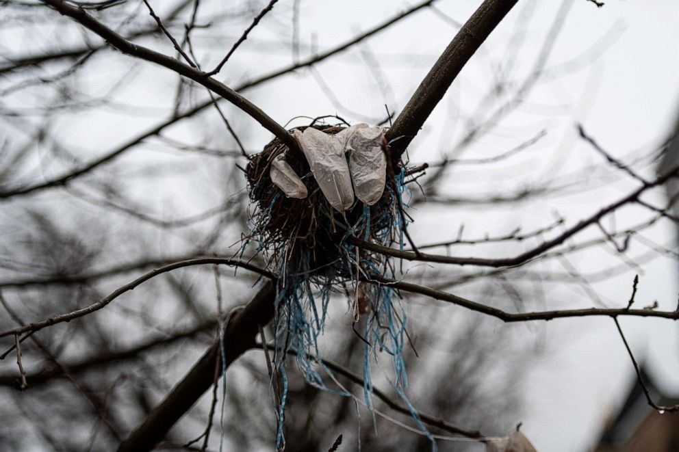 PHOTO: Disposable glove caught in birds nest in Washington, D.C.