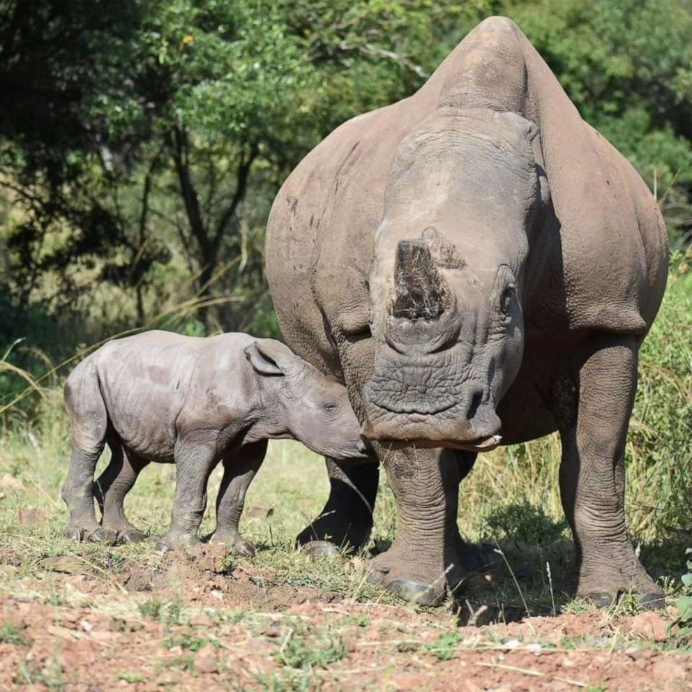 Wyntir and her calf, Blizzy, at Care for Wild Sanctuary in South Africa. 