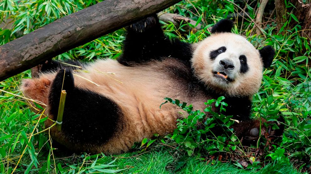 PHOTO: Xi Bao is seen at the San Diego Zoo. 