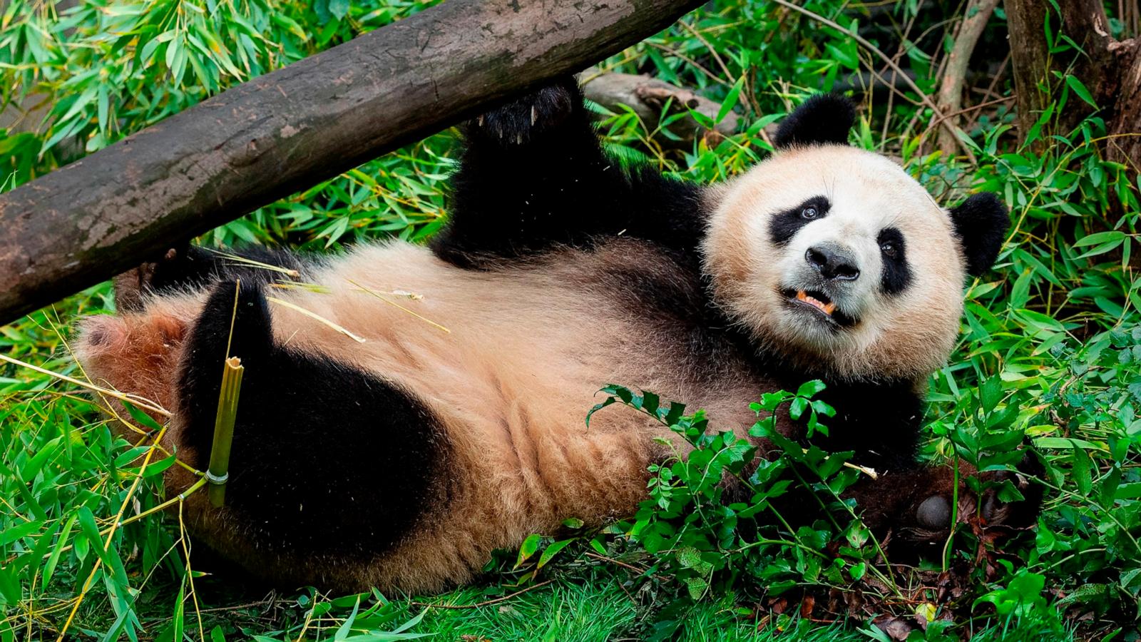 PHOTO: Xi Bao is seen at the San Diego Zoo.