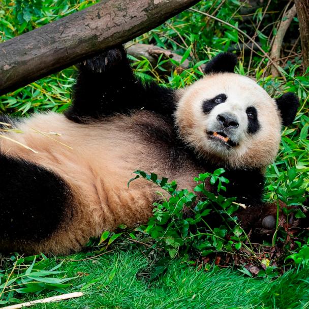 See new photos of pandas from China at San Diego Zoo - Good