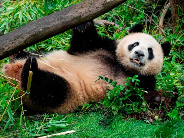 pandachanです。 Xin-Bao-ht-ml-