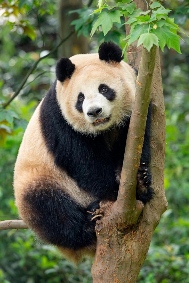 PHOTO: Two pandas, Yun Chuan and Xin Bao, are relocating from China to the United States and will be welcomed to the San Diego Zoo.