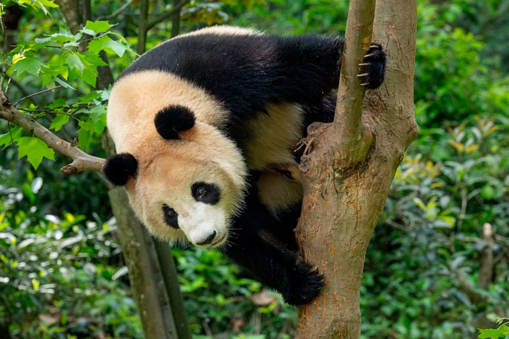 PHOTO: Two pandas, Yun Chuan and Xin Bao, are relocating from China to the United States and will be welcomed to the San Diego Zoo.