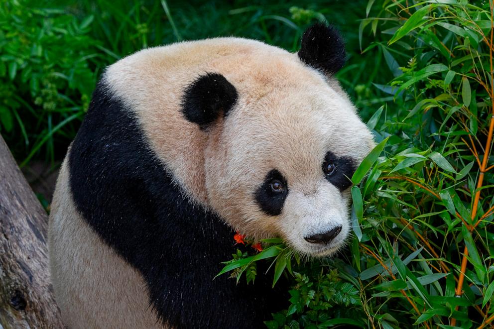 PHOTO: Yun Chuan is seen at the San Diego Zoo. 